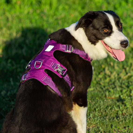 Whinhyepet Harness Purple 2XS