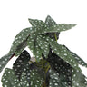 Artificial Bergonia Plant In Decorative Bowl 30cm