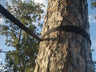 Pair of Tree Straps in Black